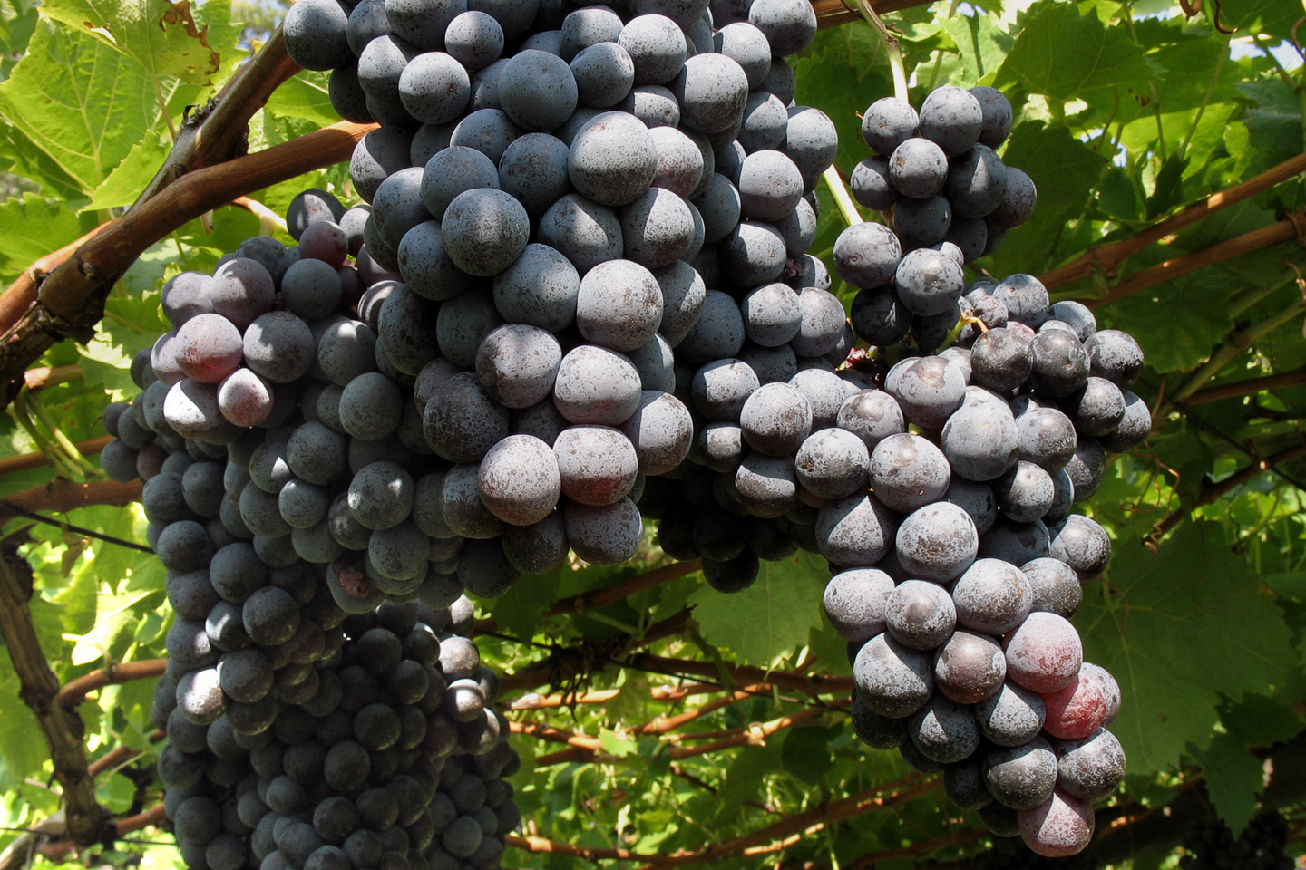 wein_suedtirol_02