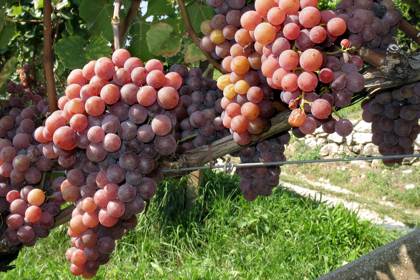 wein_suedtirol_03