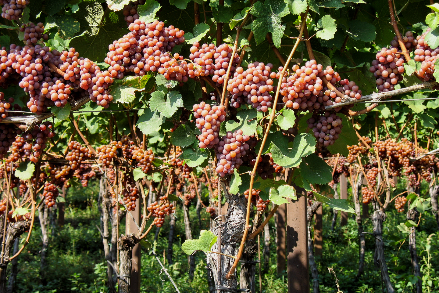 wein_suedtirol_04