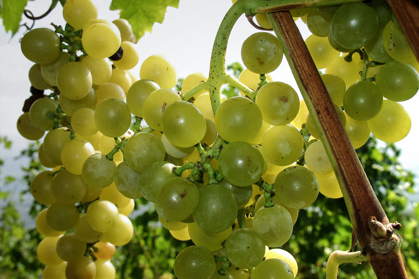 wein_suedtirol_05