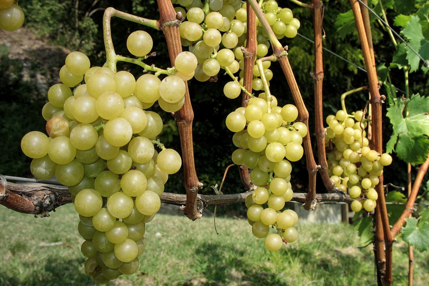 wein_suedtirol_06