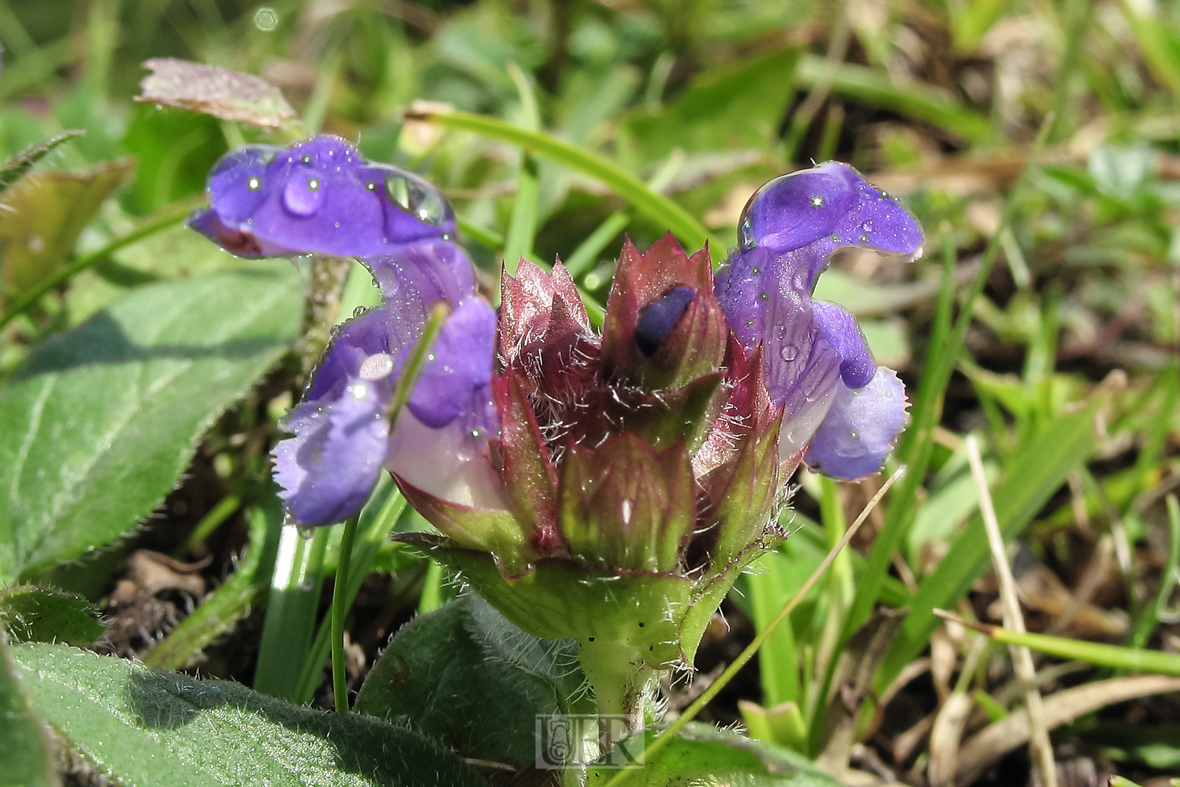 Grün und Blumen mit Morgentau