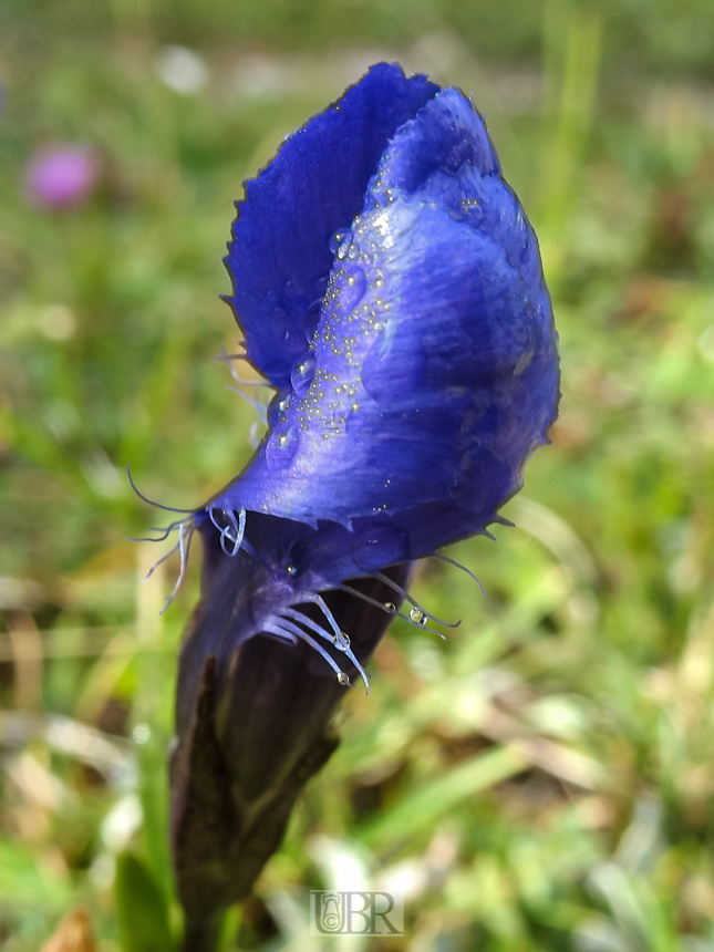 Grün und Blumen mit Morgentau