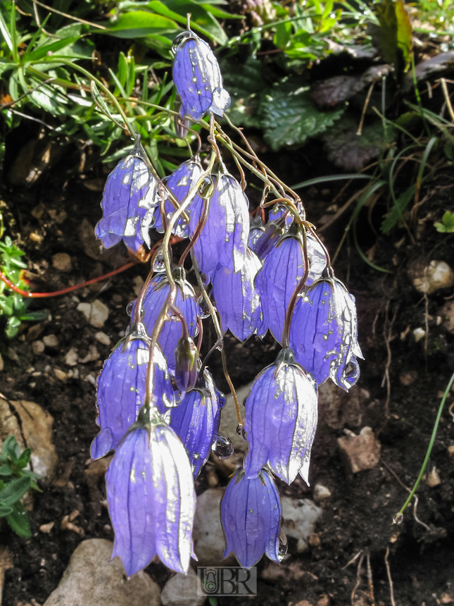 Grün und Blumen mit Morgentau