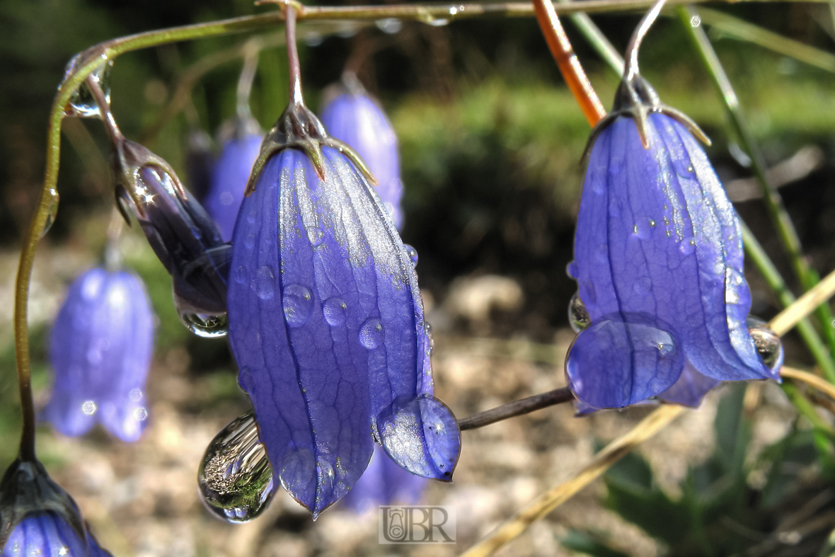 Grün und Blumen mit Morgentau