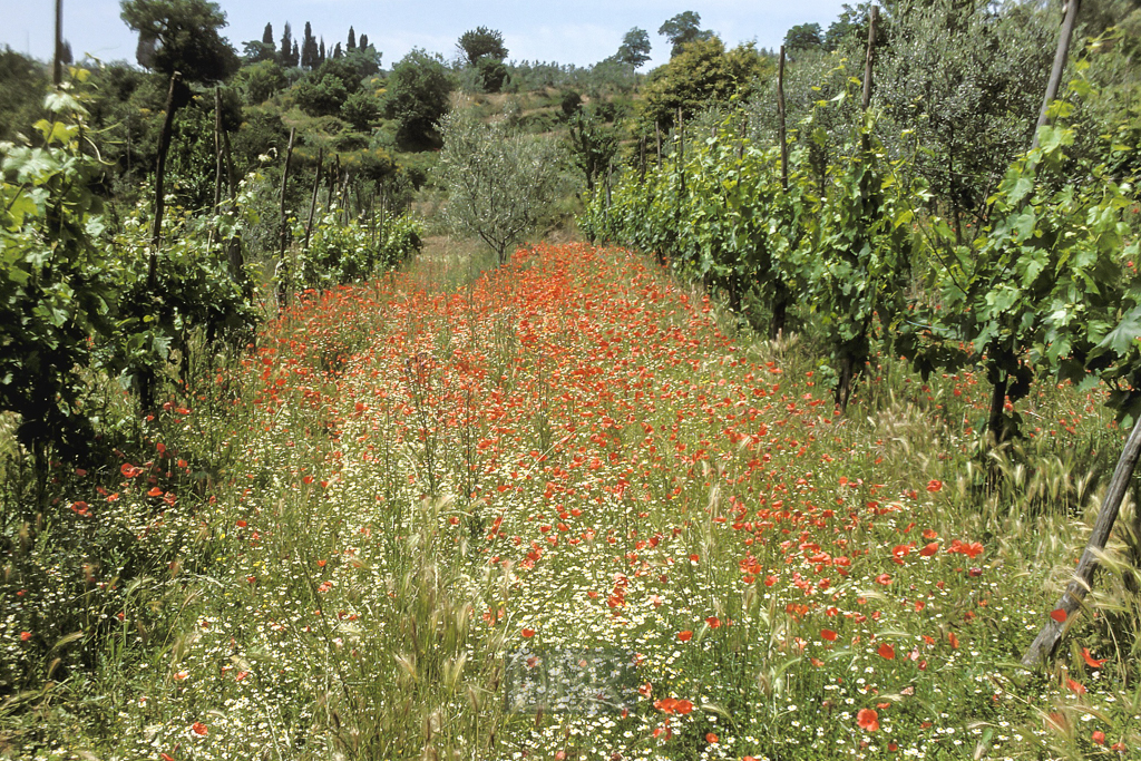 02a_blumenwiese_vor_dem_haus
