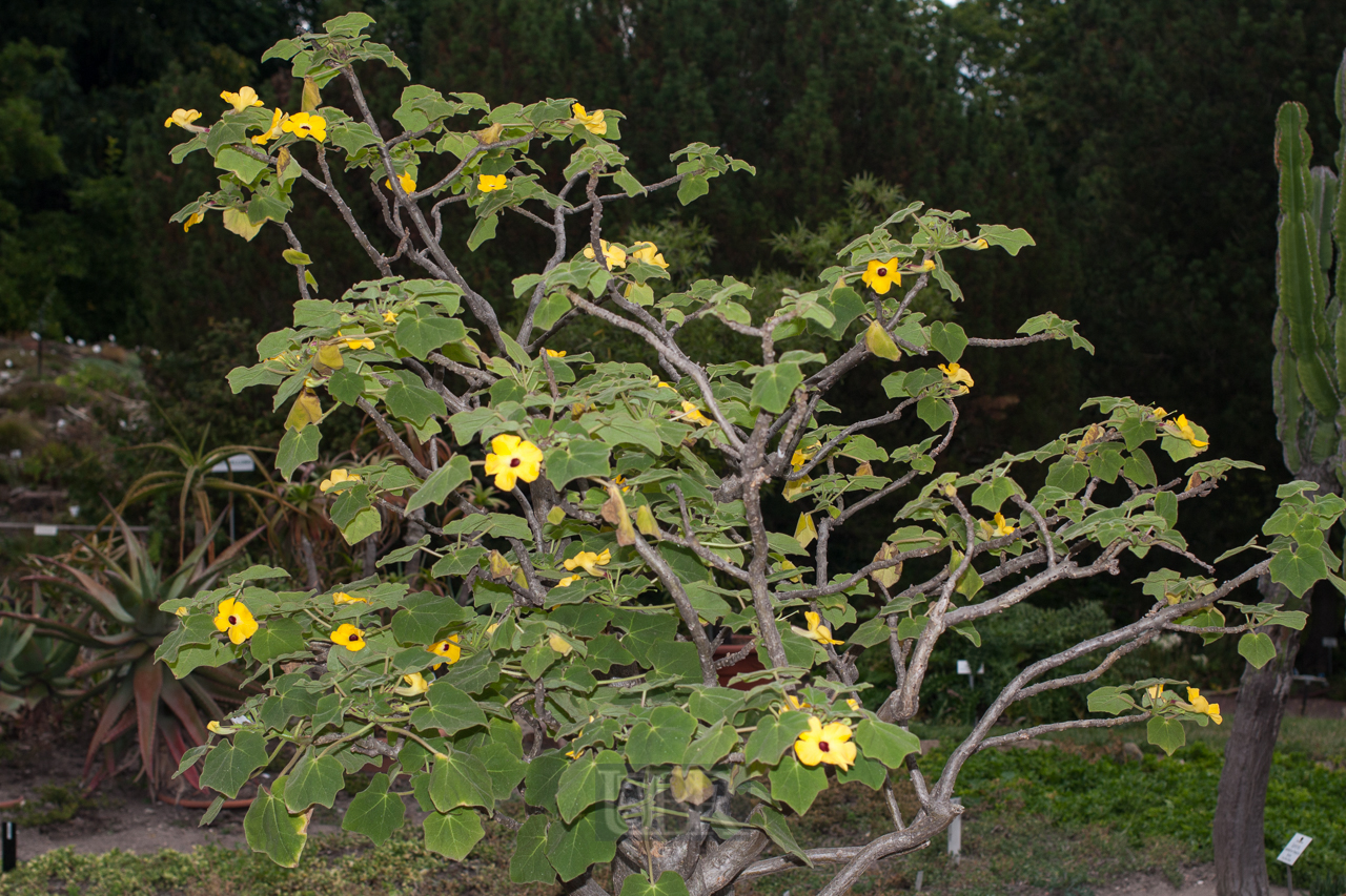 Der Botanische Garten der Uni