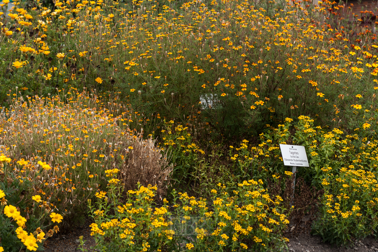 Der Botanische Garten der Uni