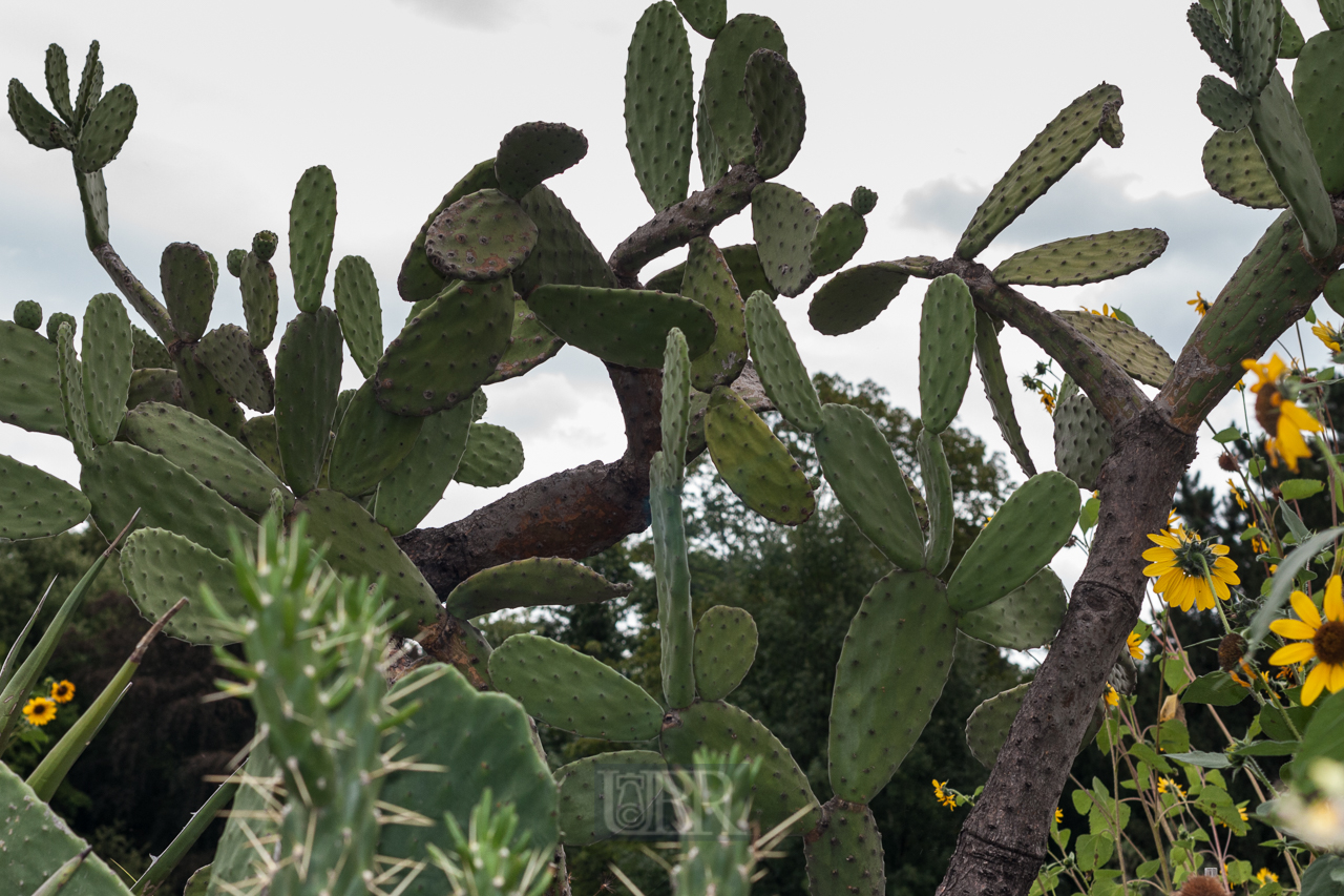 Der Botanische Garten der Uni