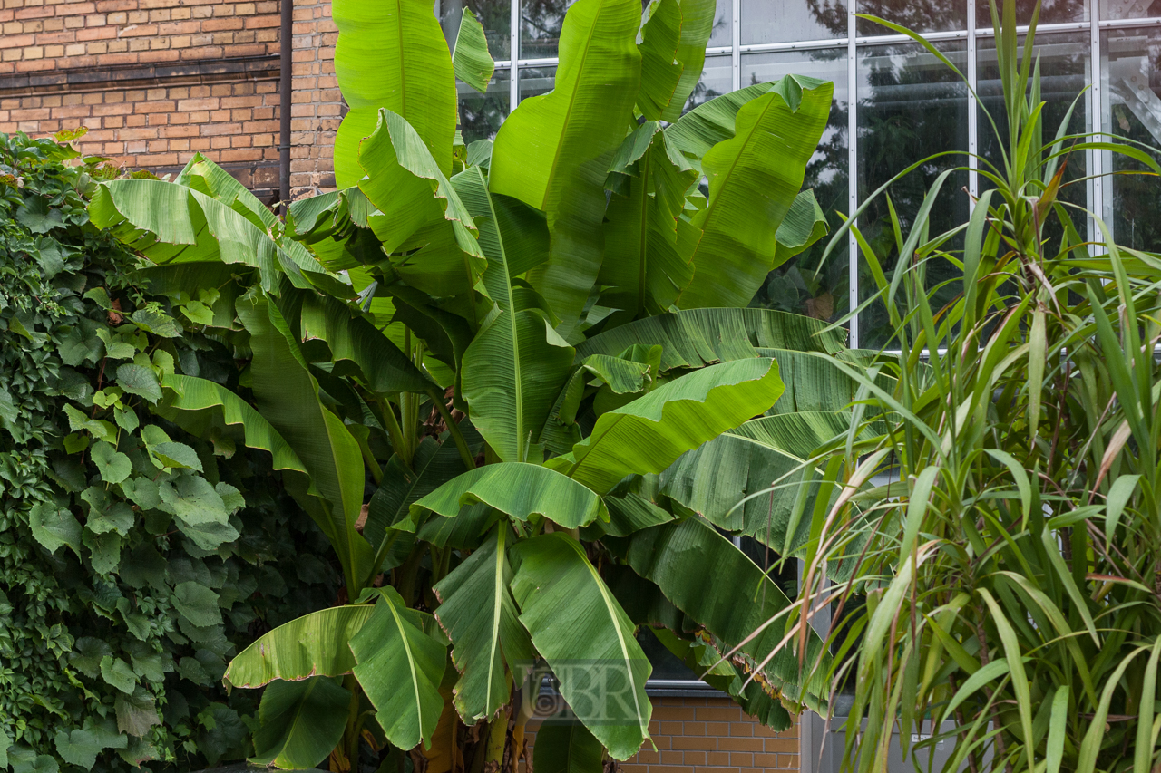 Der Botanische Garten der Uni