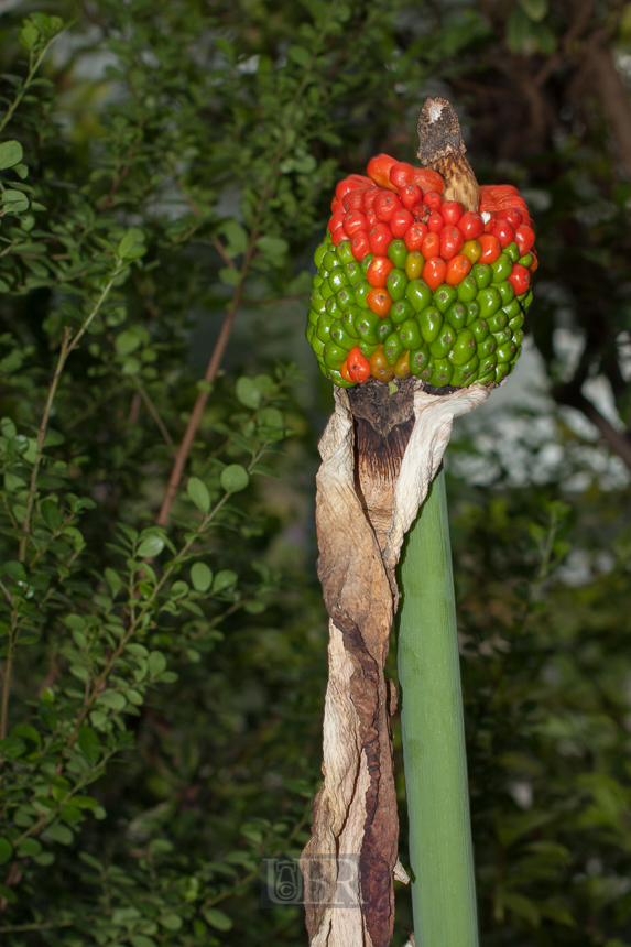 Der Botanische Garten der Uni