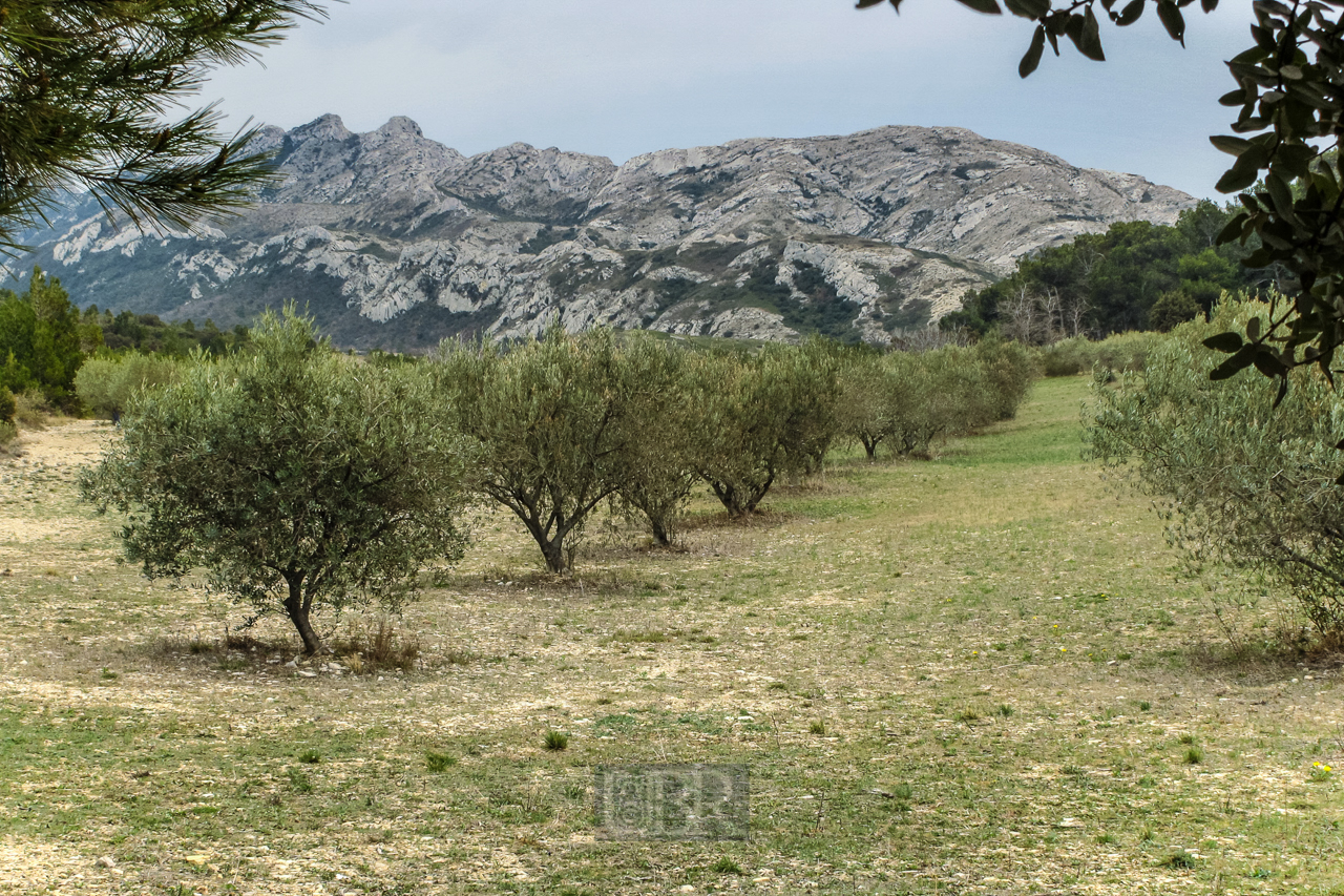 alpilles_mit_olivenhain