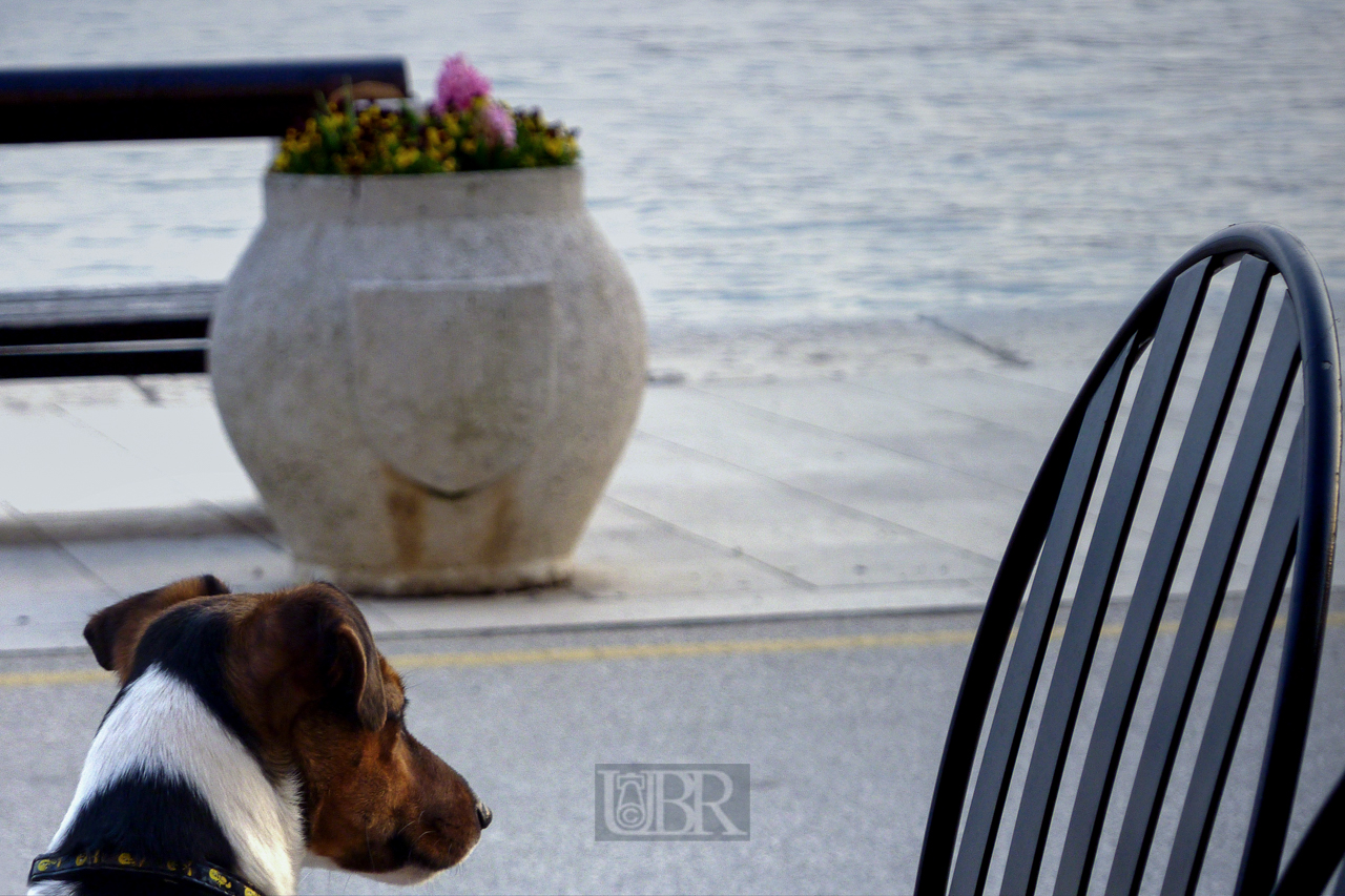 hund_am_wasser