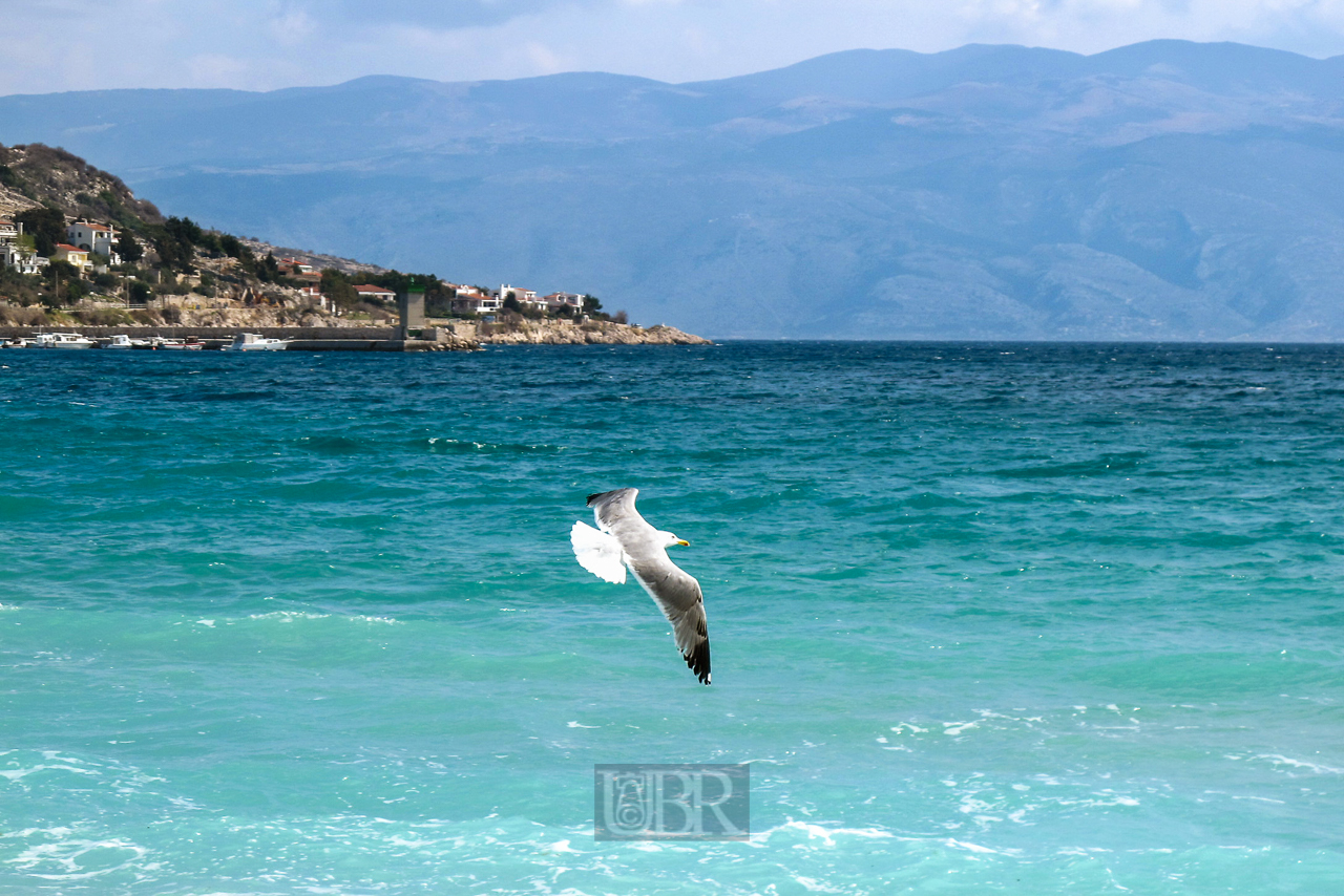 baska_04_strand_moewe