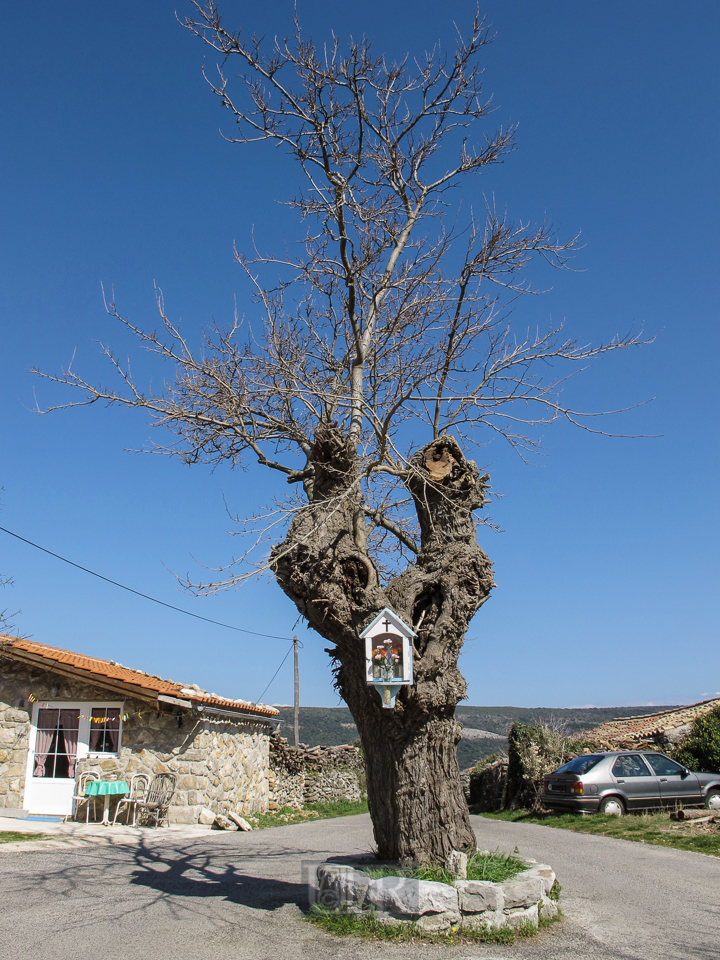 baum_cres_01