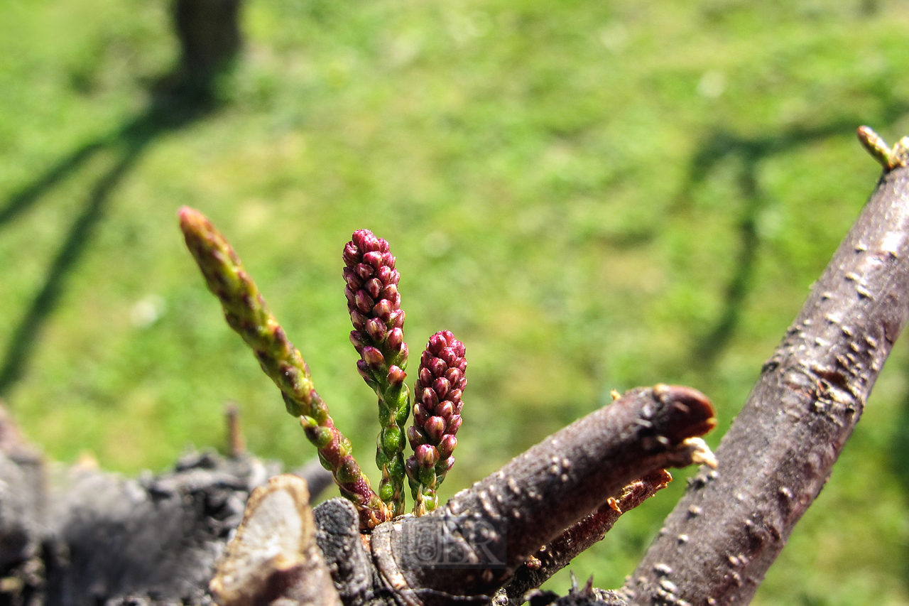 baum_cres_03_knospen