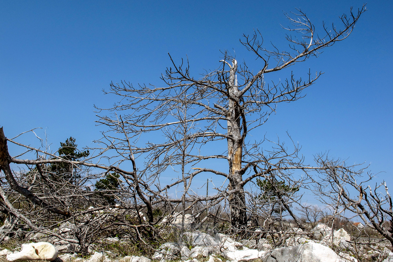 baum_krk_07_krueppel