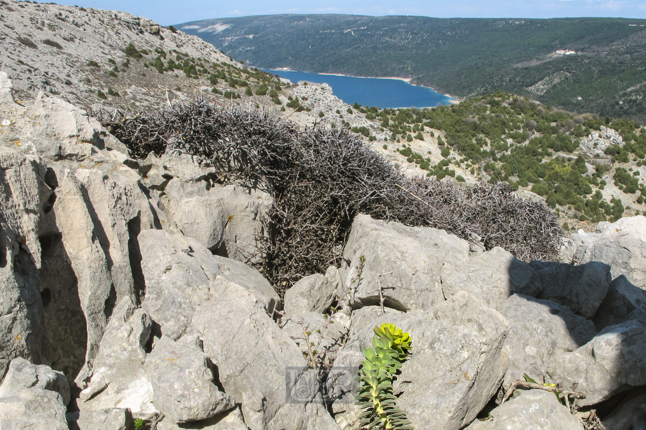 landschaft_cres_see_vransko_02