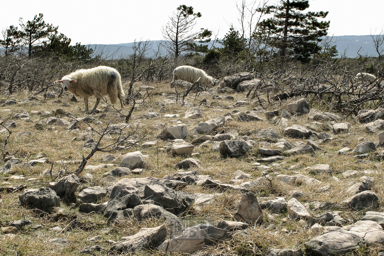 landschaft_krk_rudine_02_schafe