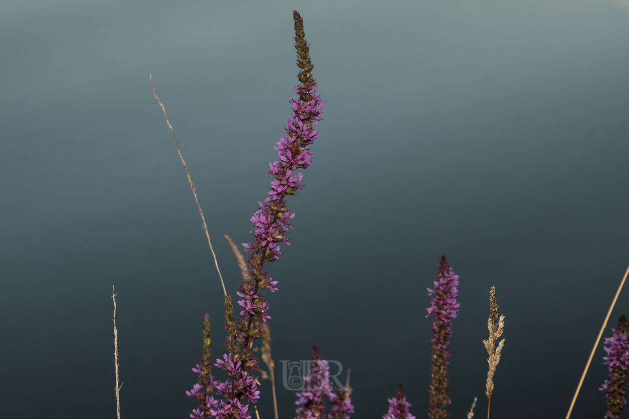 blutweiderich_am_teich