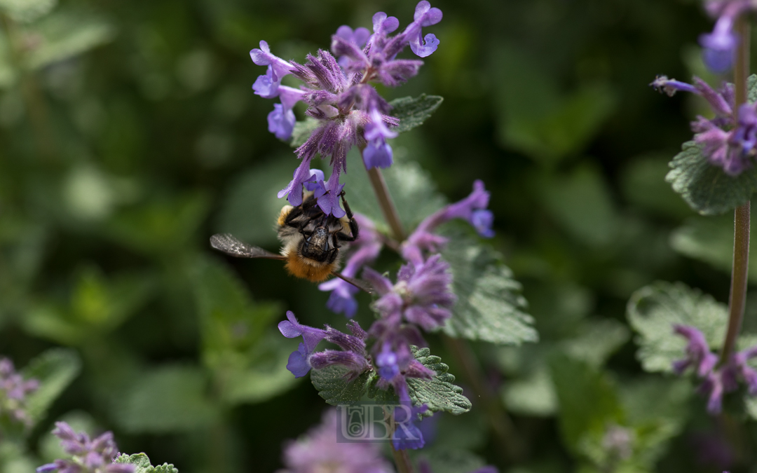 Hummel frühstückt