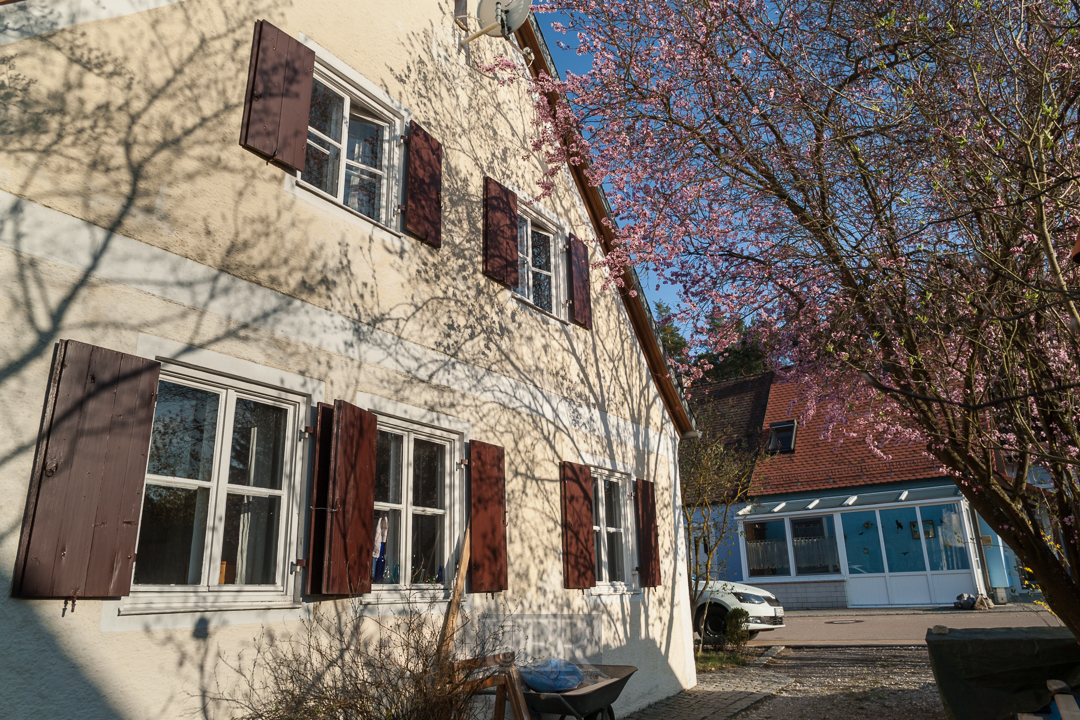 Im April - Hausgiebel mit Pflaumenkirsche im Abendlicht