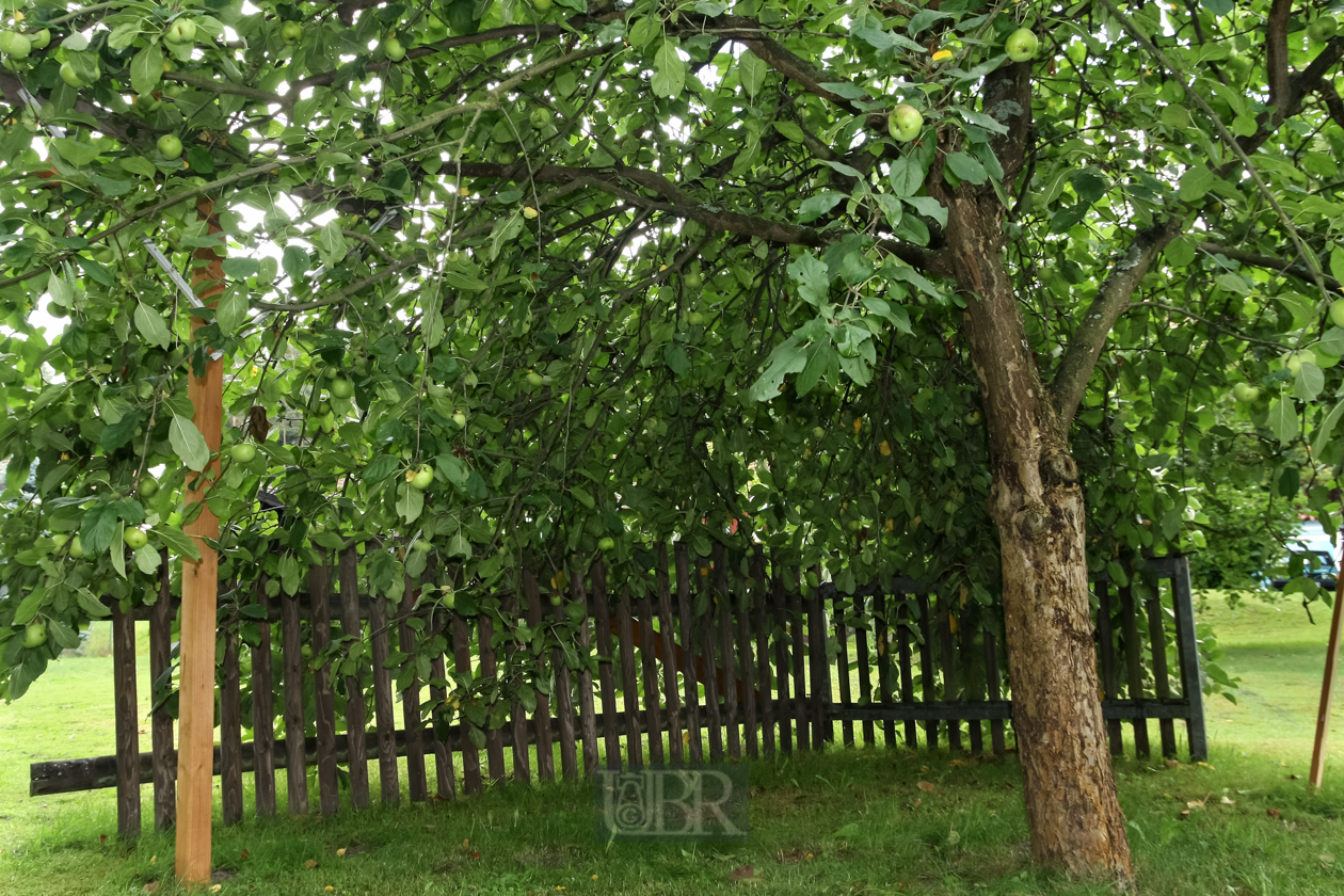 Der Apfelbaum wird zur Laube - 2012