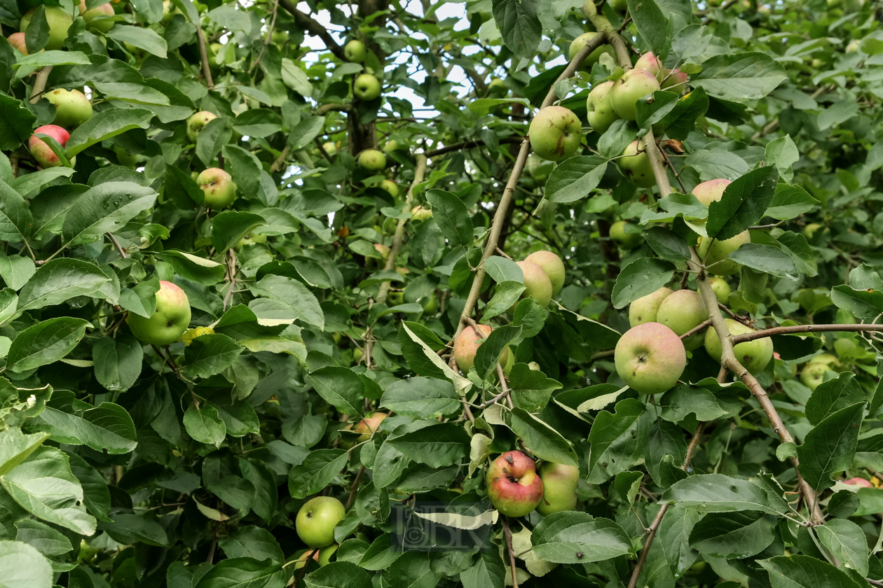 Der Apfelbaum wird zur Laube - 2012