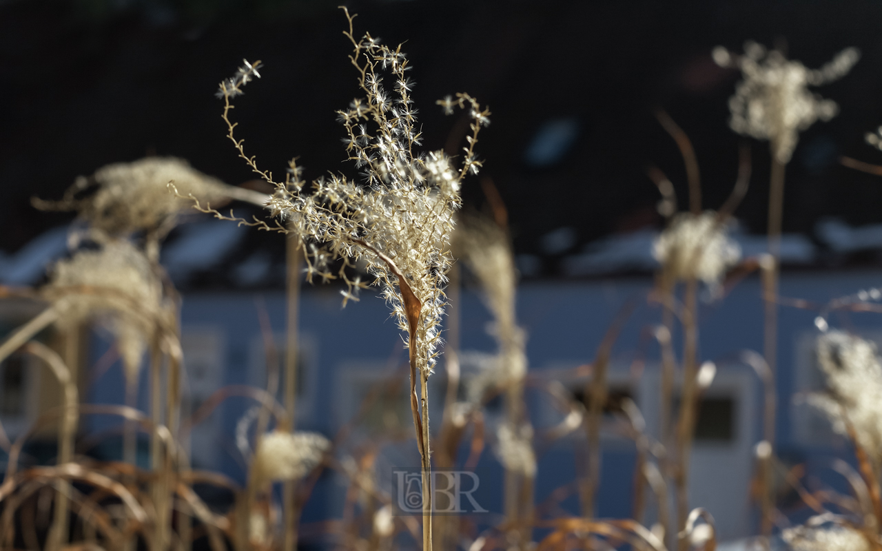 Schilf im Abendlicht am See