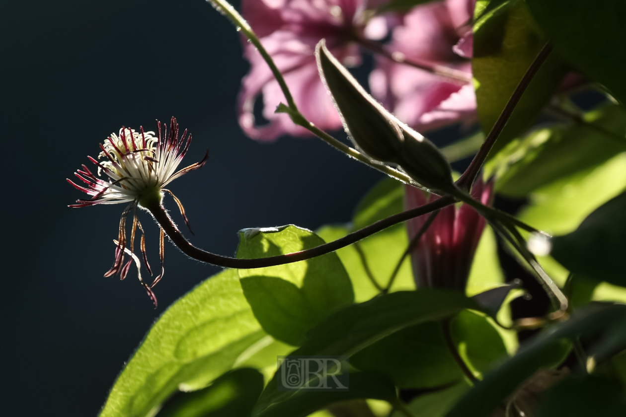 Clematis an der Hauswand Nord  - 2015