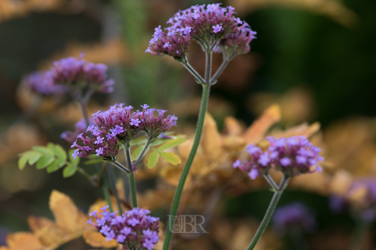 Argentinisches Eisenkraut - Verbena bonariensis