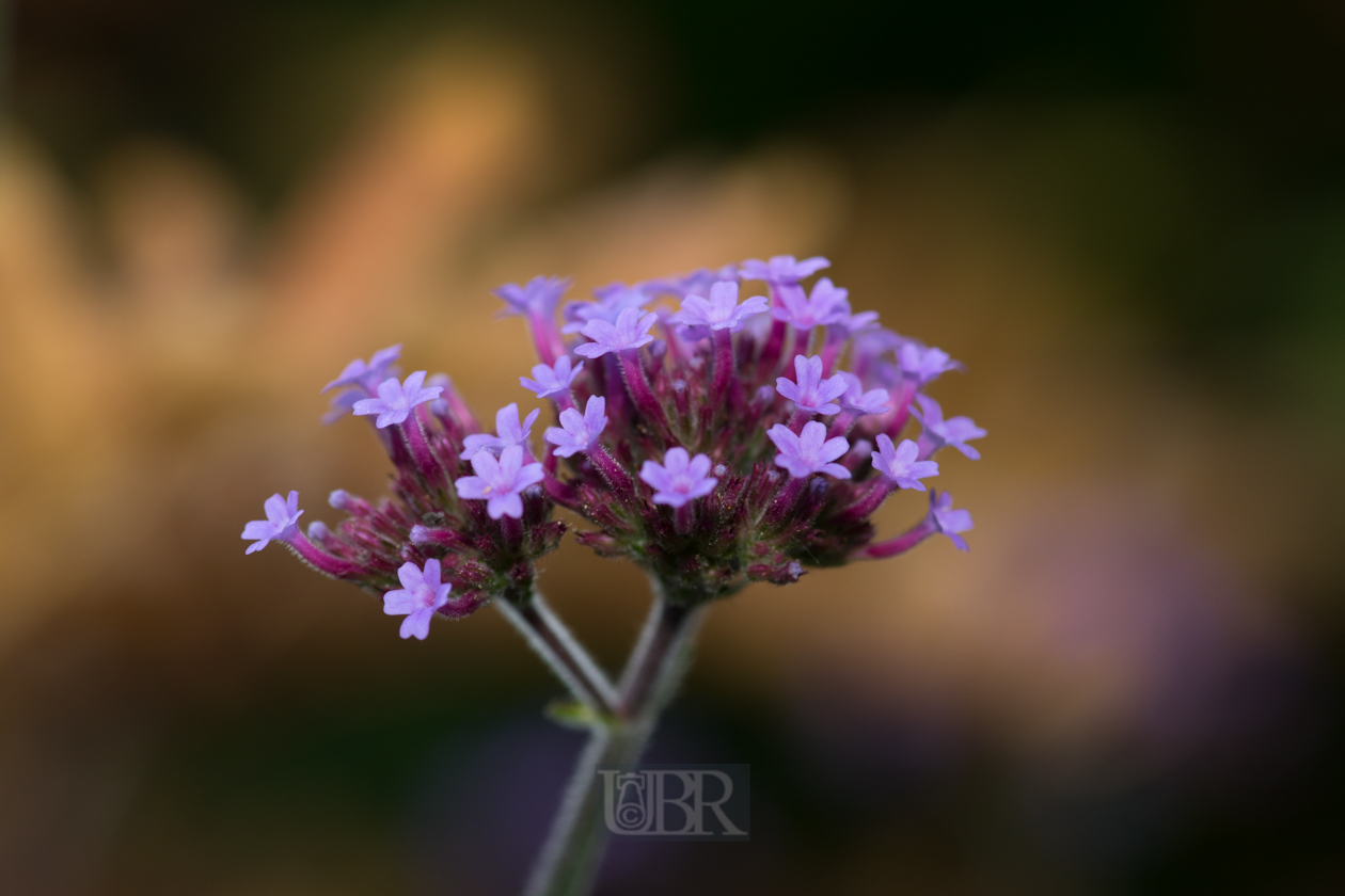 Argentinisches Eisenkraut - Verbena bonariensis