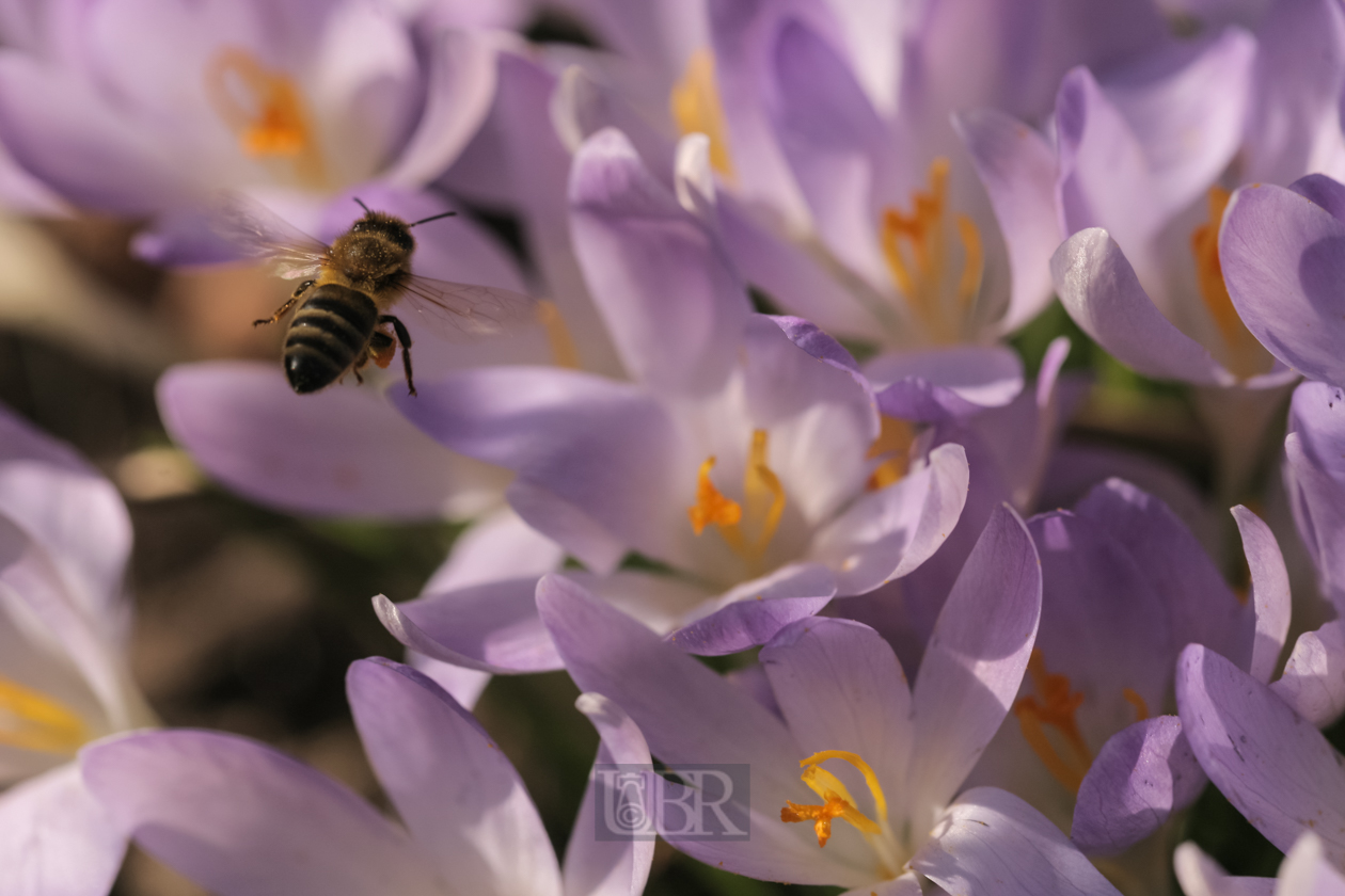 Krokusse über Krokusse - 2014