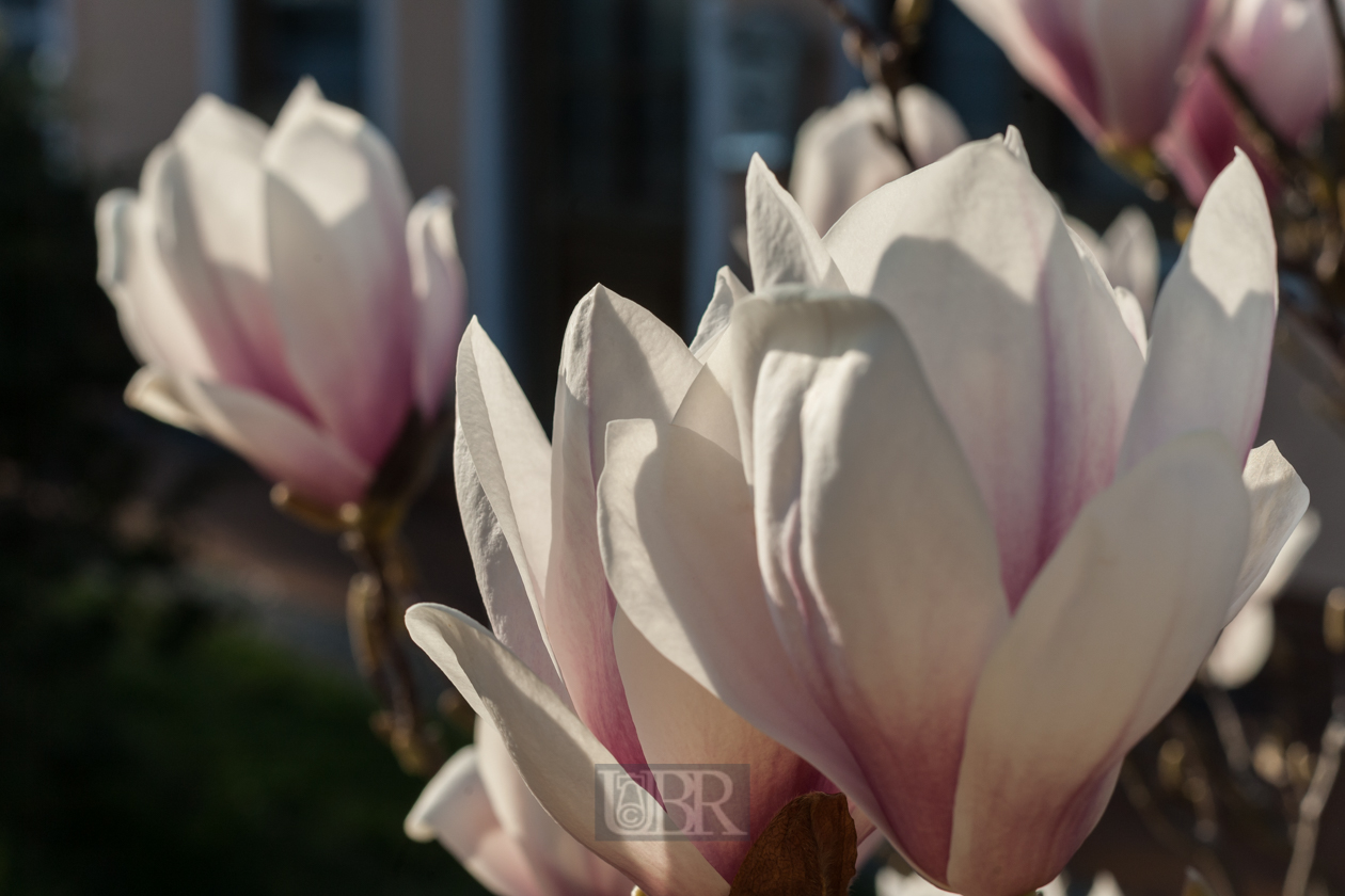 Im April - Magnolie vor Frank's Haus