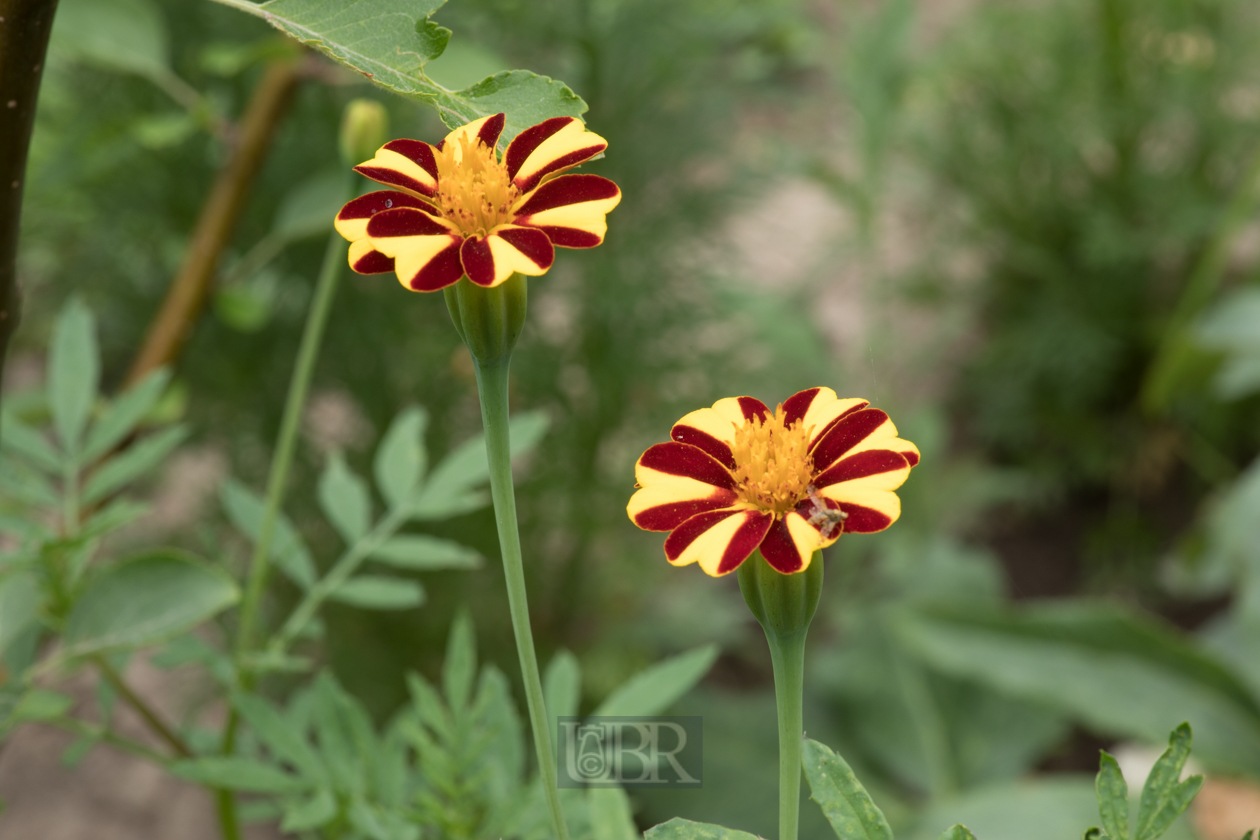 French Marigold