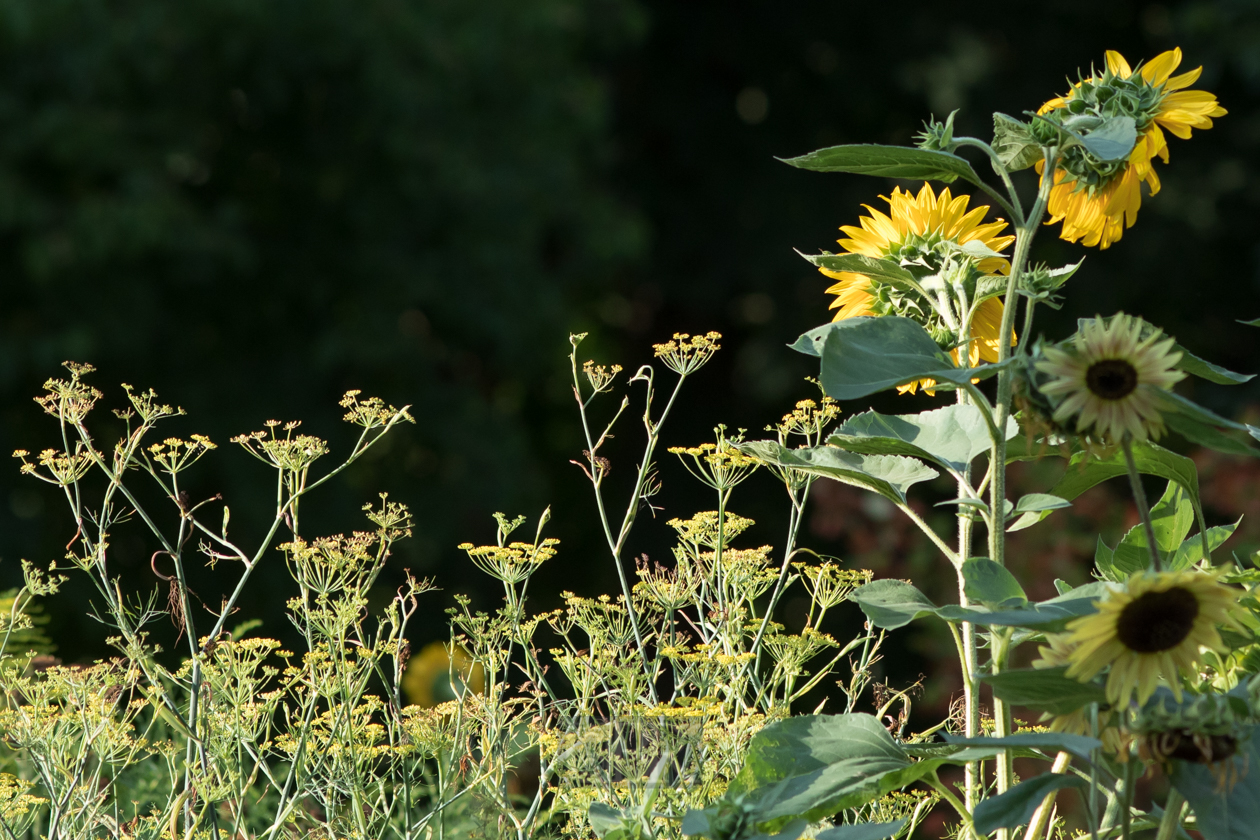 Sonnenblumen