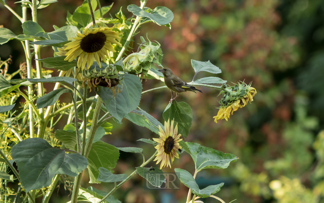 Sonnenblumen