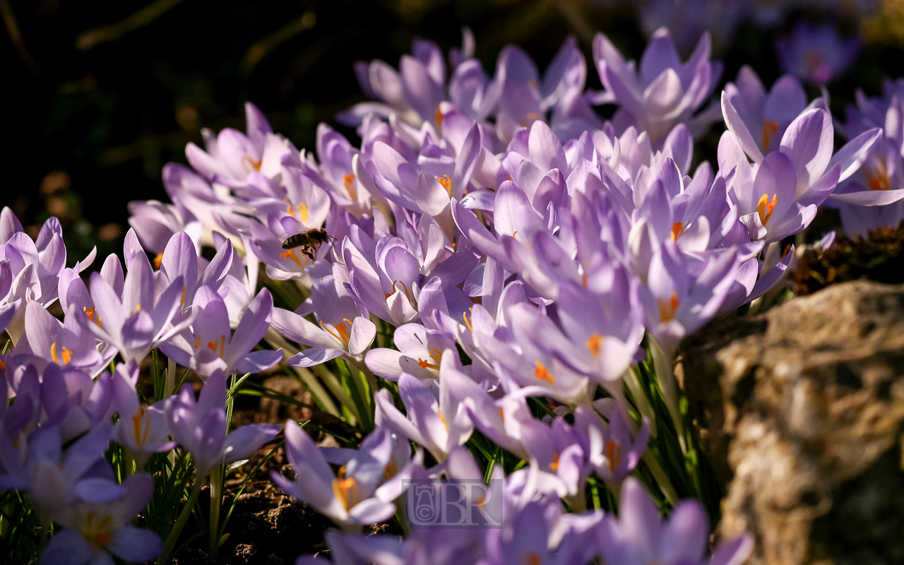 Krokusse über Krokusse - 2014