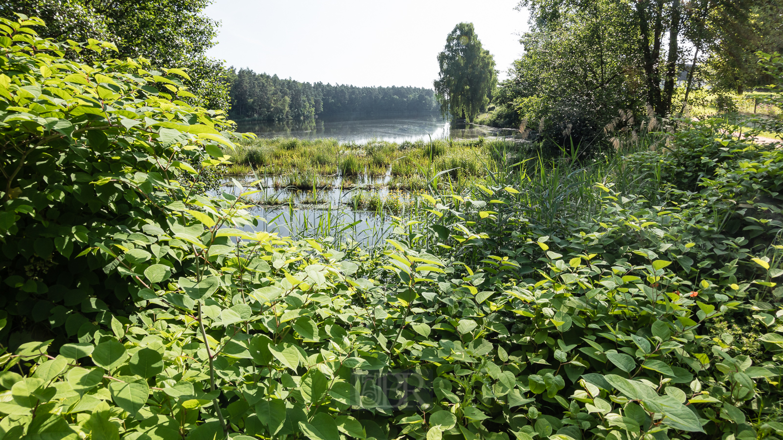 Der Weiher mit Algen-Sperre