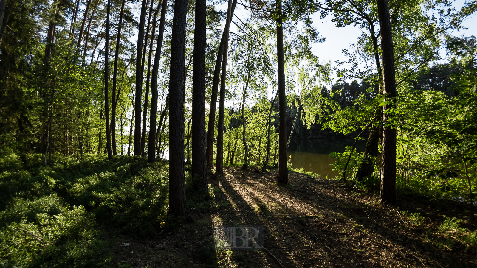 Gegenlicht im Uferbereich