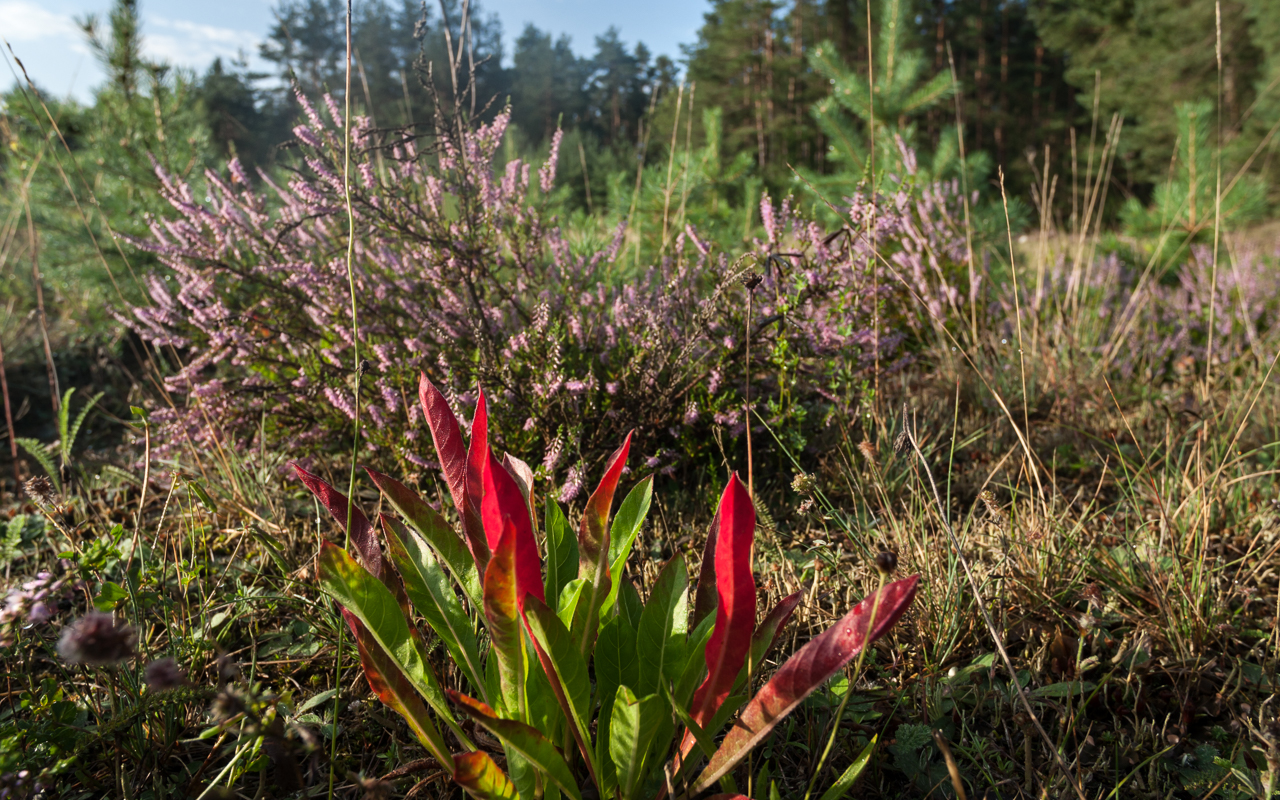 heide_im_sommer_06