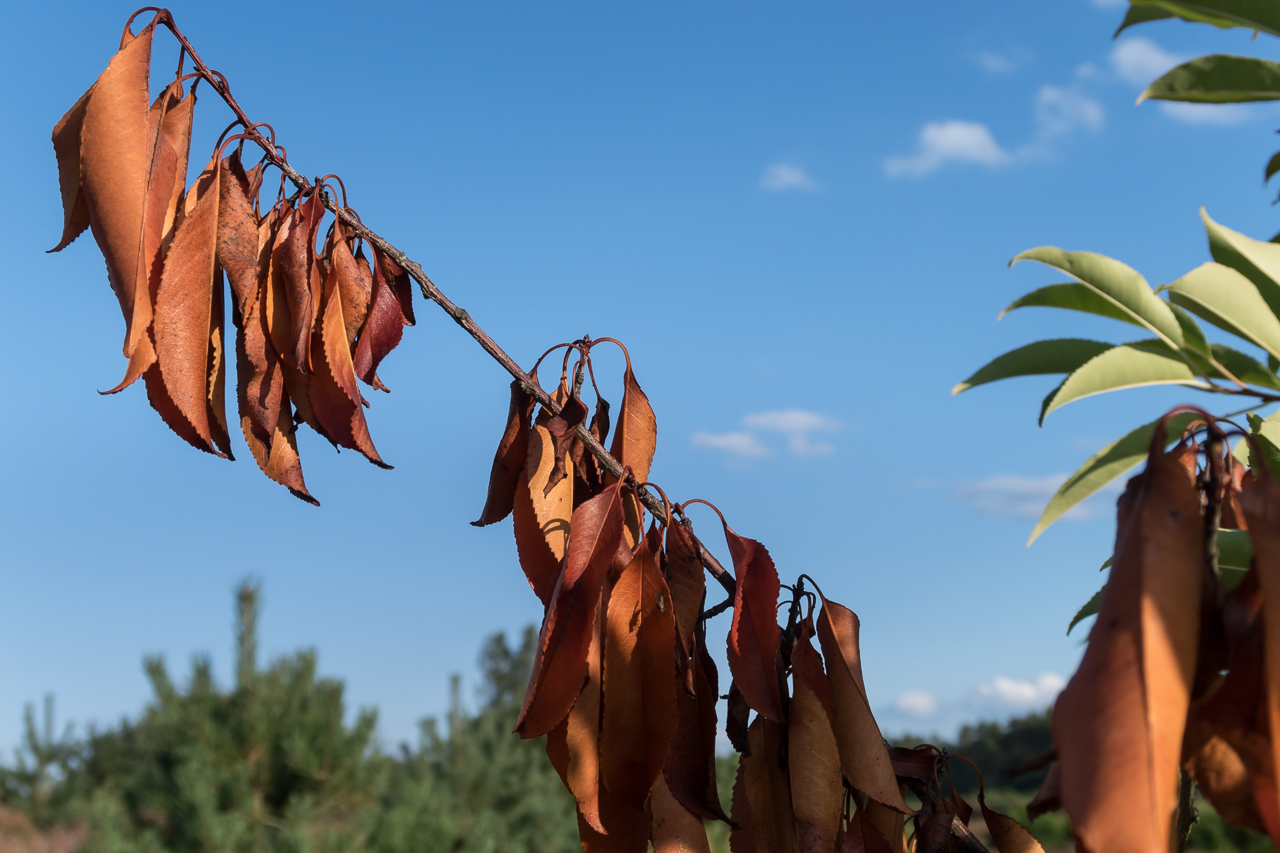 heidelandschaft_spaetsommer_2019_07