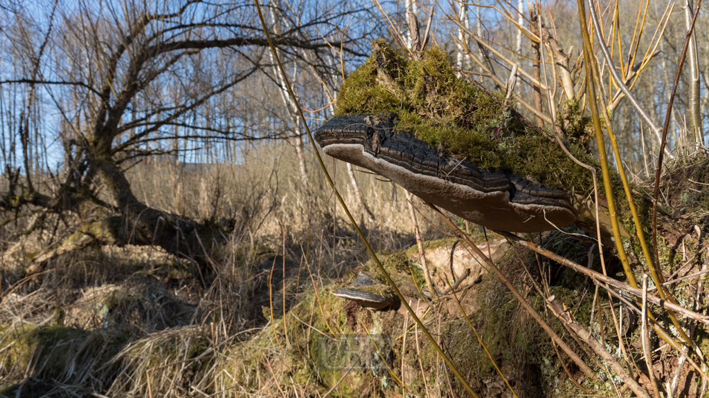 sulzbach_aue_februar_2