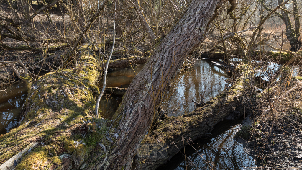 sulzbach_aue_februar_3