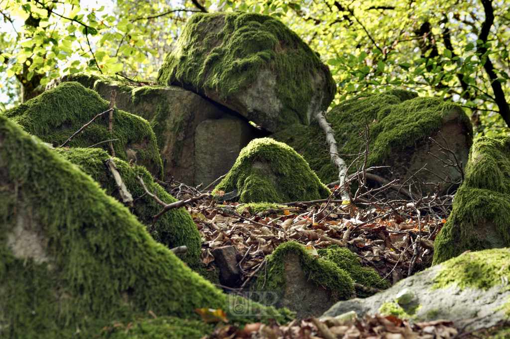 Im grünen Wald bei der Ruine