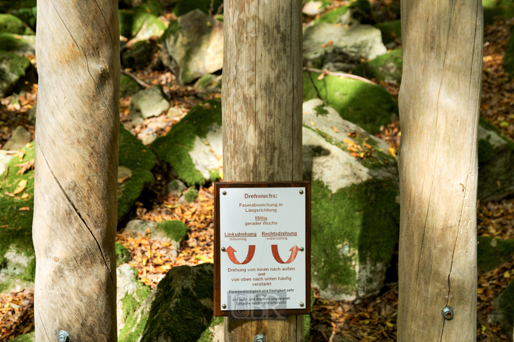 Im grünen Wald bei der Ruine