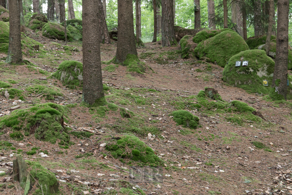 Der Beisetzungswald im hügeligen Gelände