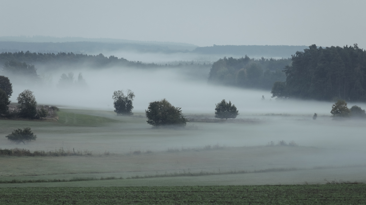 taxoeldern_wiesen_nebel_01