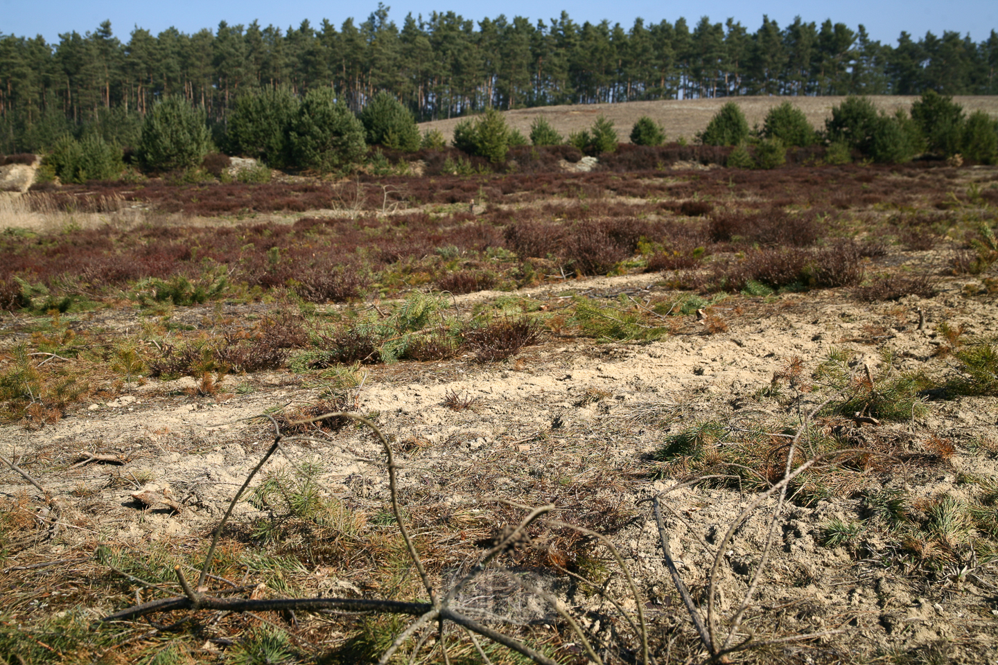 bowoe_heide_00