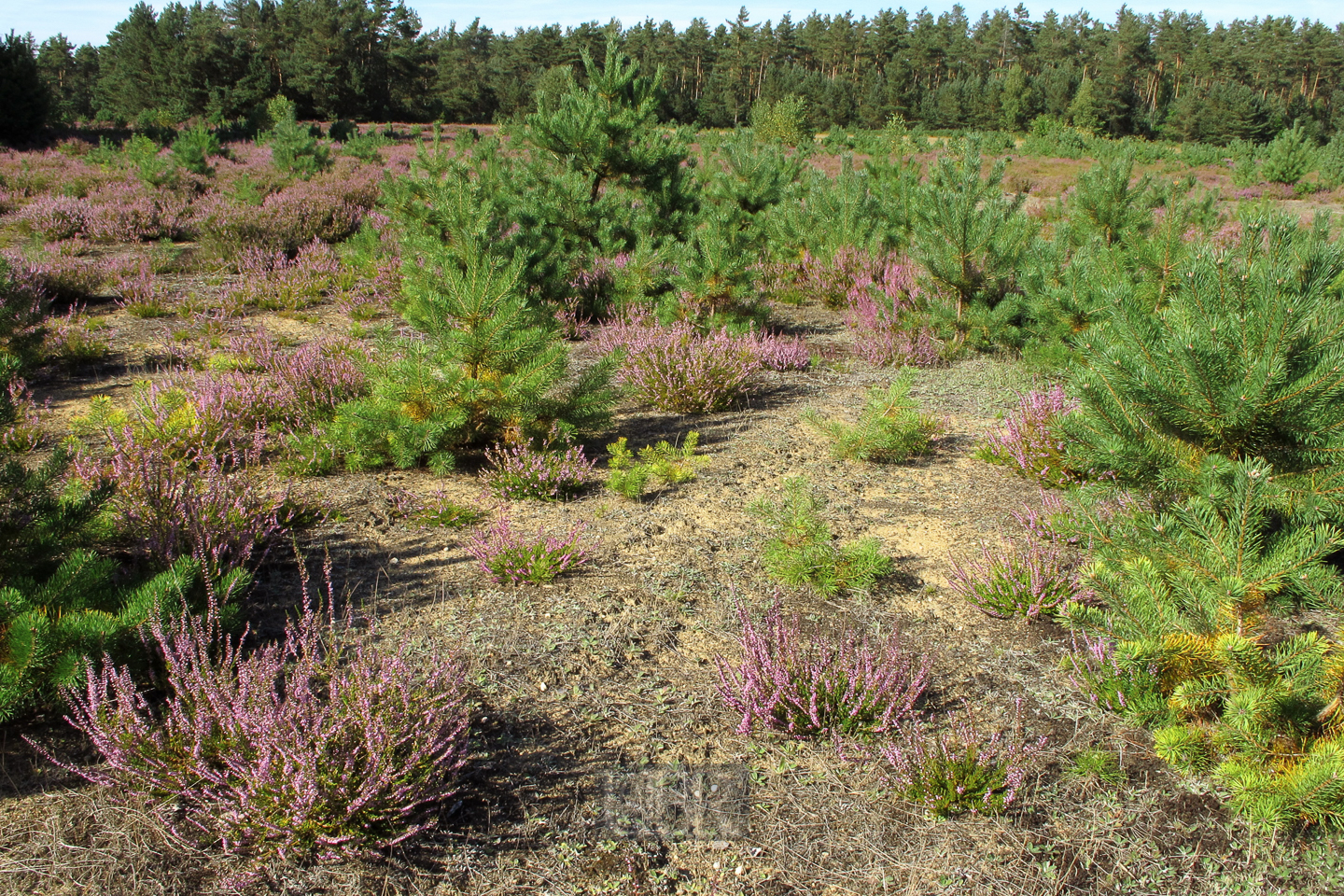 bowoe_heide_01